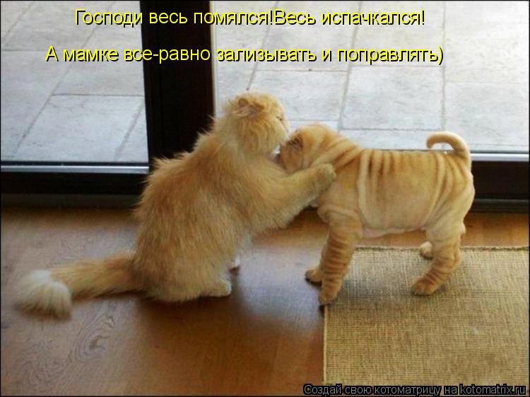 Котоматрица: Господи весь помялся!Весь испачкался!А мамке все-равно убирать) Господи весь помялся!Весь испачкался! А мамке все-равно зализывать и поправ