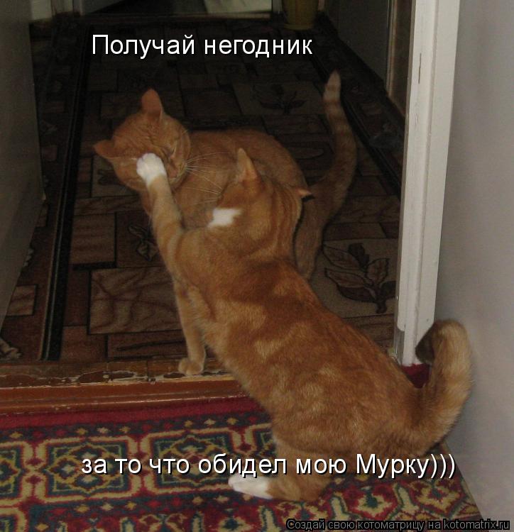 Котоматрица: Получай негодник за то что обидел мою Мурку)))