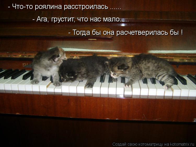 Котоматрица: - Что-то роялина расстроилась ...... - Ага, грустит, что нас мало..... - Тогда бы она расчетверилась бы !