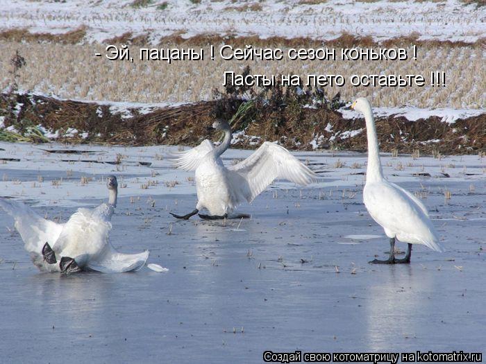 Котоматрица: - Эй, пацаны ! Сейчас сезон коньков ! Ласты на лето оставьте !!!