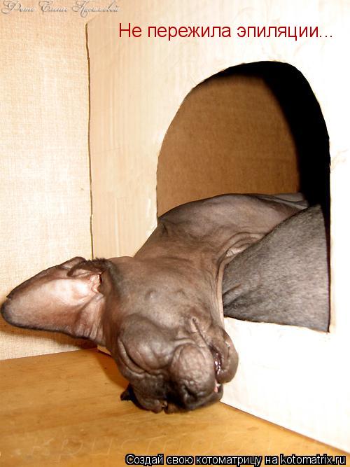 Котоматрица: Не пережила эпиляции...