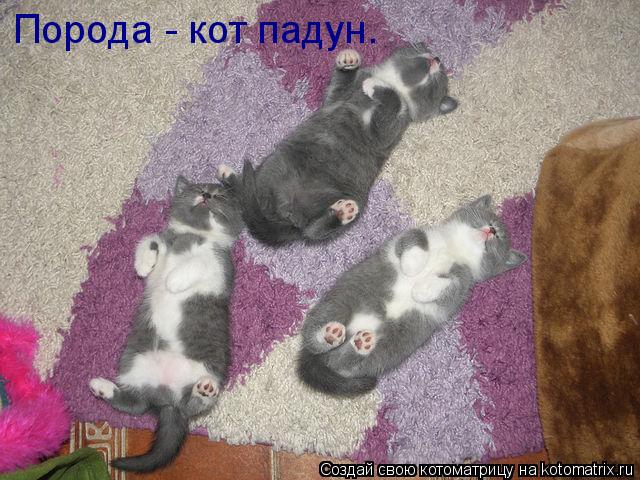 Котоматрица: Порода - кот падун.