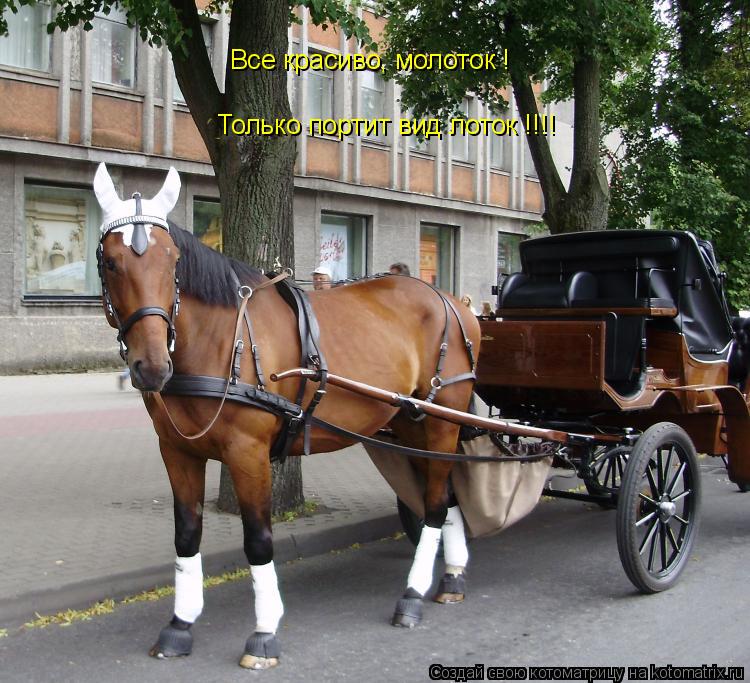 Котоматрица: Все красиво, молоток ! Только портит вид лоток !!!!
