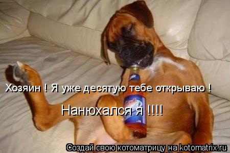 Котоматрица: Хозяин ! Я уже десятую тебе открываю ! Нанюхался я !!!!