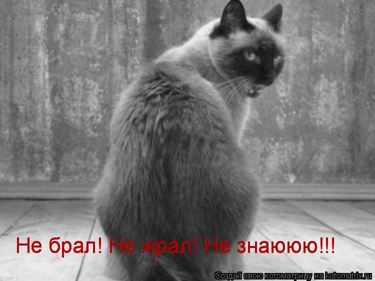 Котоматрица: Не брал! Не жрал! Не знаююю!!! Не брал! Не жрал! Не знаююю!!!