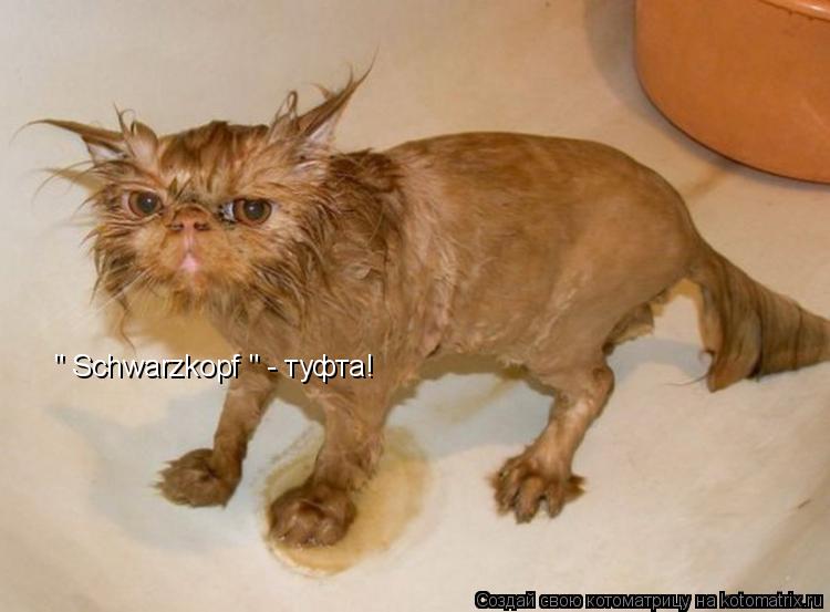 Котоматрица: " Schwarzkopf " - туфта!