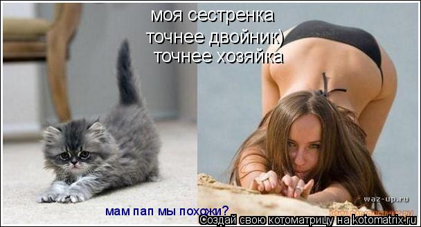 Котоматрица: моя сестренка  точнее двойник) мам пап мы похожи? точнее хозяйка