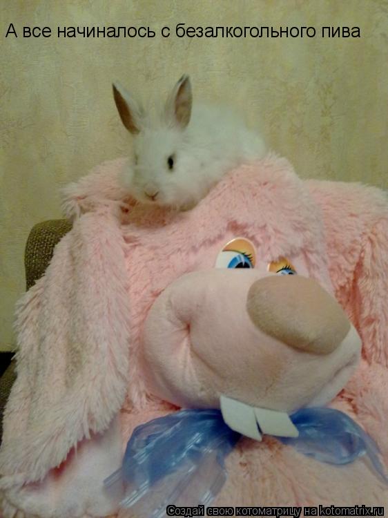 Котоматрица: А все начиналось с безалкогольного пива
