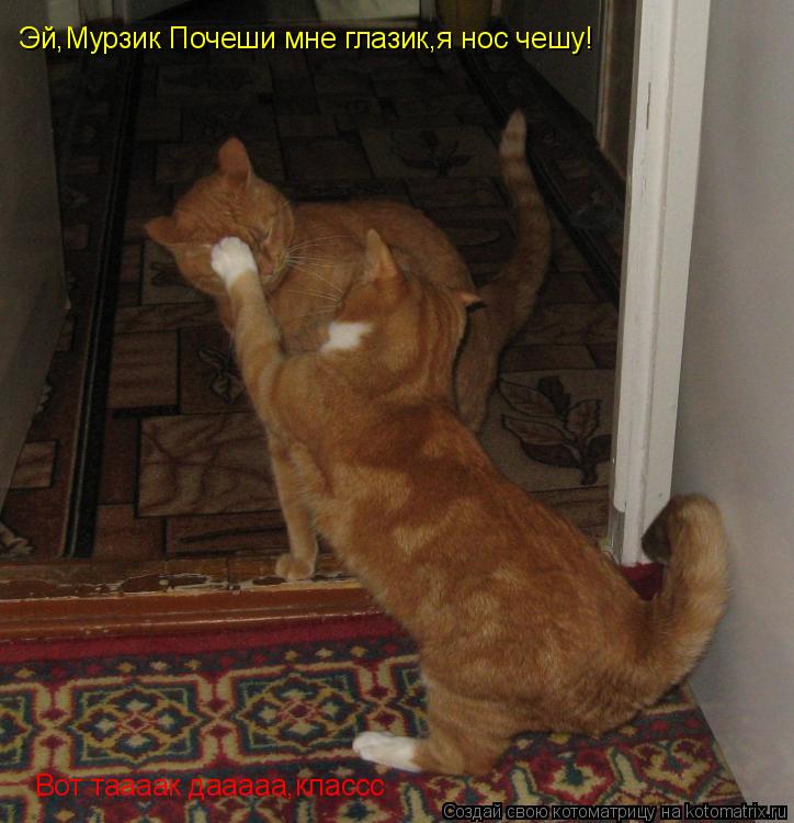 Котоматрица: Эй,Мурзик Почеши мне глазик,я нос чешу! Вот таааак дааааа,классс