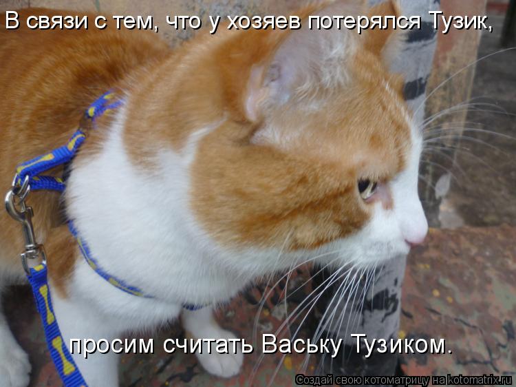 Котоматрица: В связи с тем, что у хозяев потерялся Тузик, просим считать Ваську Тузиком.