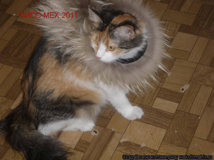 Котоматрица: МИСС МЕХ 2011