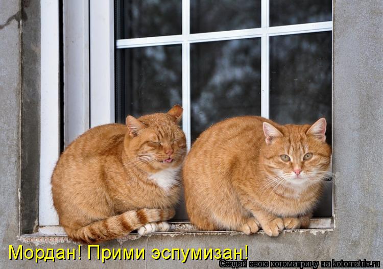 Мордан! Прими эспумизан!... Котоматрица: Мордан! Прими эспумизан!