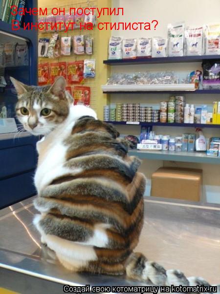 Зачем он поступил В институт на стилиста?... Котоматрица: Зачем он поступил В институт на стилиста?