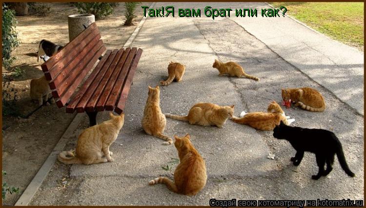 Так!Я вам брат или как?... Котоматрица: Так!Я вам брат или как?