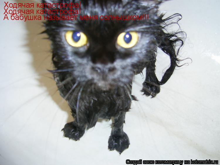 Ходячая катастрофа! Ходячая катастрофа! А бабушка называет меня солнышком!!!... Котоматрица: Ходячая катастрофа! Ходячая катастрофа! А бабушка называет меня солнышком!!!