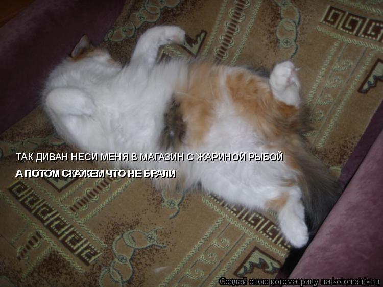 ТАК ДИВАН НЕСИ МЕНЯ В МАГАЗИН С ЖАРИНОЙ РЫБОЙ А ПОТОМ СКАЖЕМ ЧТО НЕ БРАЛИ А ПОТОМ СКАЖЕМ ЧТО НЕ БРАЛИ... Котоматрица: ТАК ДИВАН НЕСИ МЕНЯ В МАГАЗИН С ЖАРИНОЙ РЫБОЙ А ПОТОМ СКАЖЕМ ЧТО НЕ БРАЛИ А ПОТОМ СКАЖЕМ ЧТО НЕ БРАЛИ