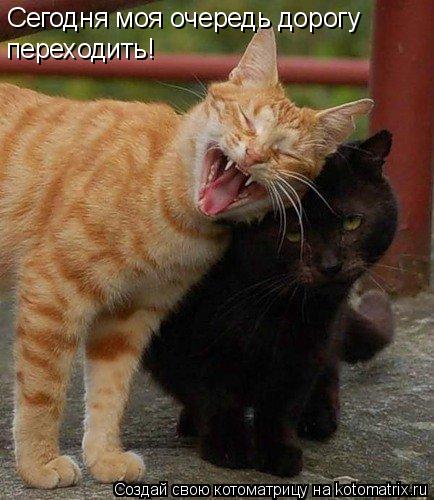 Сегодня моя очередь дорогу переходить!... Котоматрица: Сегодня моя очередь дорогу переходить!