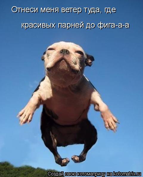 Отнеси меня ветер туда, где красивых парней до фига-а-а... Котоматрица: Отнеси меня ветер туда, где красивых парней до фига-а-а