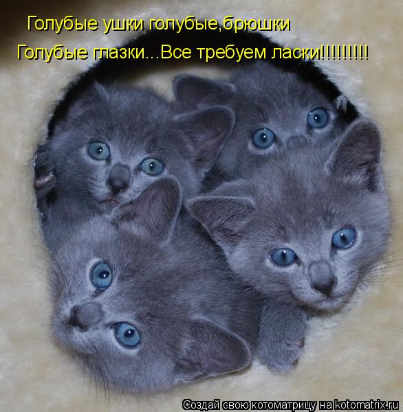 Голубые ушки голубые,брюшки Голубые глазки...Все требуем ласки!!!!!!!!!... Котоматрица: Голубые ушки голубые,брюшки Голубые глазки...Все требуем ласки!!!!!!!!!