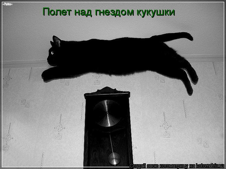 Полет над гнездом кукушки... Котоматрица: Полет над гнездом кукушки