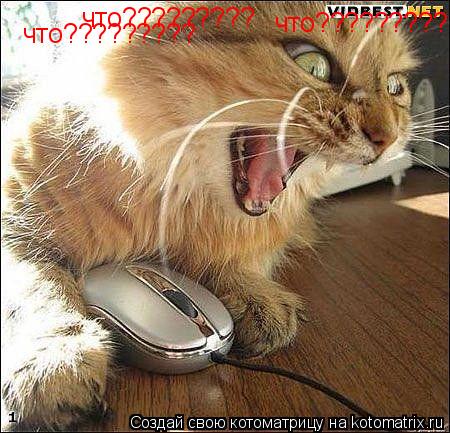 что????????? что????????? что?????????... Котоматрица: что????????? что????????? что?????????