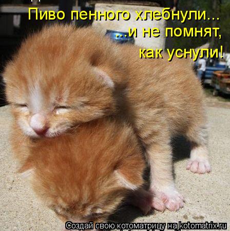Пиво пенного хлебнули... ...и не помнят, как уснули!... Котоматрица: Пиво пенного хлебнули... ...и не помнят, как уснули!