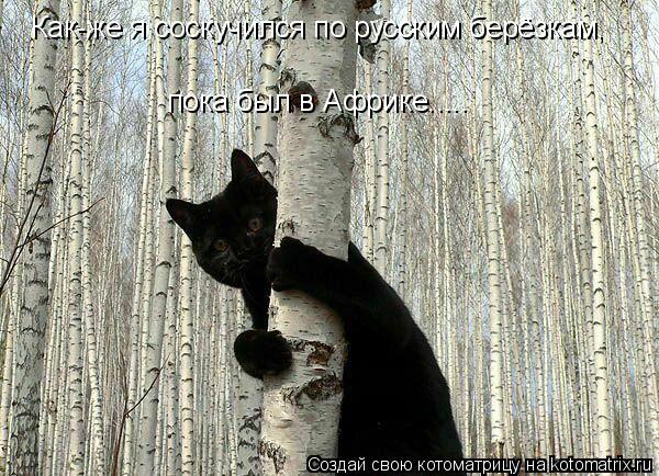 Как-же я соскучился по русским берёзкам, пока был в Африке........ Котоматрица: Как-же я соскучился по русским берёзкам, пока был в Африке.....