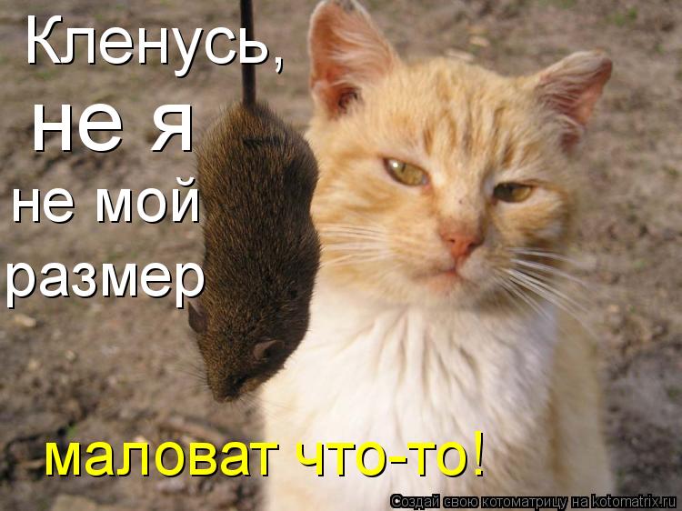 Кленусь, не я не мой размер маловат что-то!... Котоматрица: Кленусь, не я не мой размер маловат что-то!