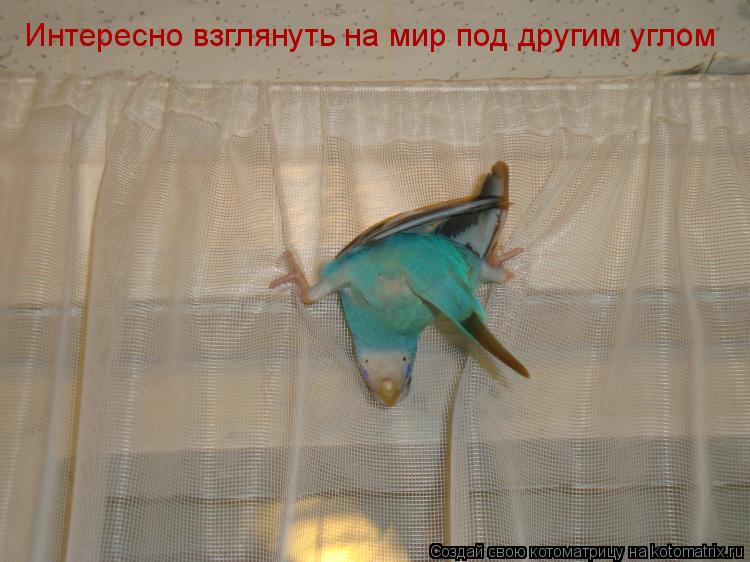 Интересно взглянуть на мир под другим углом... Котоматрица: Интересно взглянуть на мир под другим углом