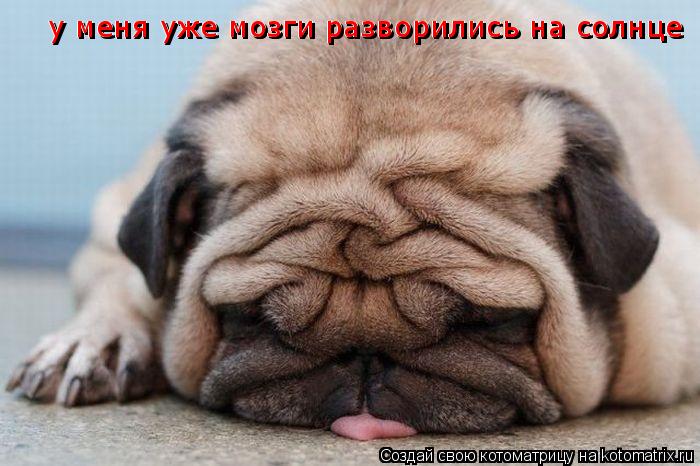 у меня уже мозги разворились на солнце у меня уже мозги разворились на солнце у меня уже мозги развор... Котоматрица: у меня уже мозги разворились на солнце у меня уже мозги разворились на солнце у меня уже мозги разворились на солнце