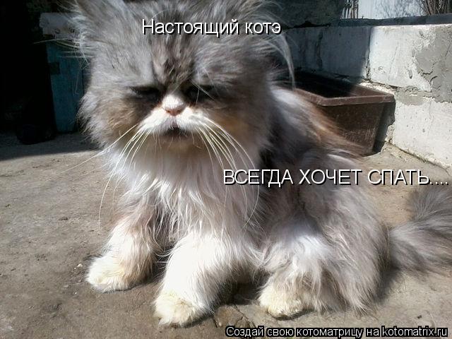 Настоящий котэ ВСЕГДА ХОЧЕТ СПАТЬ....... Котоматрица: Настоящий котэ ВСЕГДА ХОЧЕТ СПАТЬ....