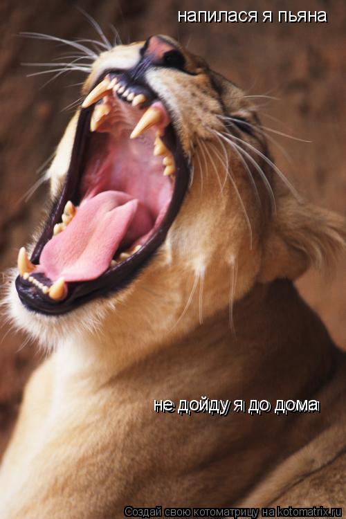 напилася я пьяна напилася я пьяна не дойду я до домп не дойду я до домп не дойду я до дома... Котоматрица: напилася я пьяна напилася я пьяна не дойду я до домп не дойду я до домп не дойду я до дома