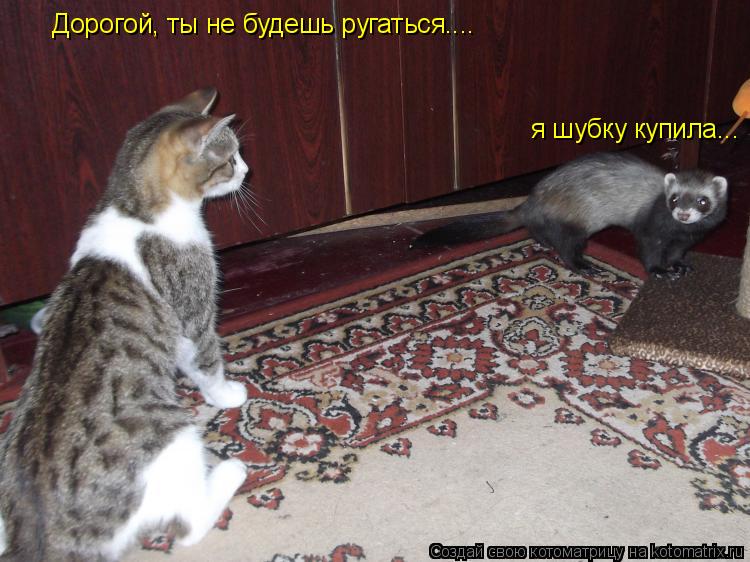 Дорогой, ты не будешь ругаться.... я шубку купила...... Котоматрица: Дорогой, ты не будешь ругаться.... я шубку купила...
