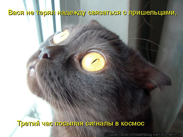 Котоматрица: Вася не терял надежду связаться с пришельцами, Третий час посылая сигналы в космос