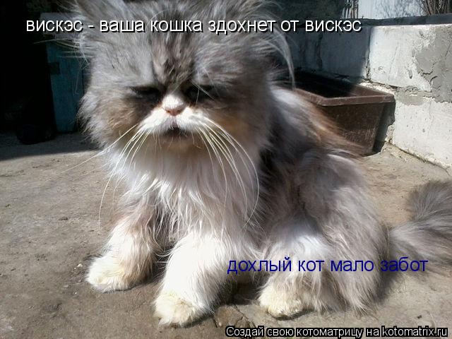 вискэс - ваша кошка здохнет от вискэс дохлый кот мало забот... Котоматрица: вискэс - ваша кошка здохнет от вискэс дохлый кот мало забот