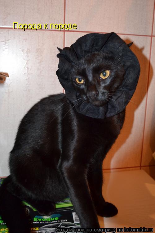 Порода к породе... Котоматрица: Порода к породе