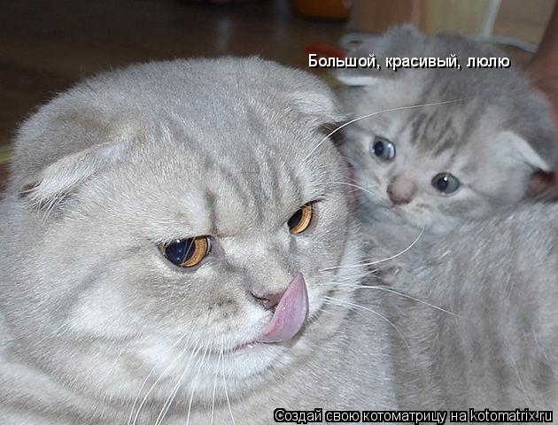 Котоматрица: Большой, красивый, люлю