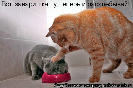Вот, заварил кашу, теперь и расхлебывай!... Котоматрица: Вот, заварил кашу, теперь и расхлебывай!