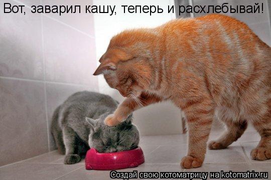 Котоматрица: Вот, заварил кашу, теперь и расхлебывай!