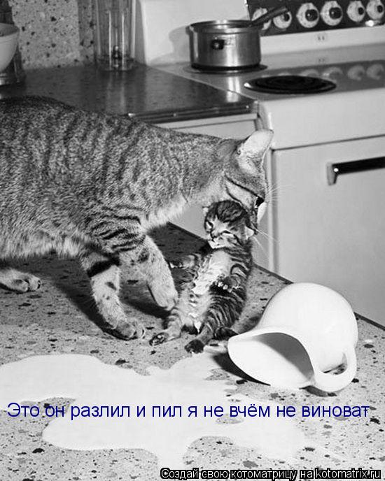 Котоматрица: Это он разлил и пил я не вчём не виноват