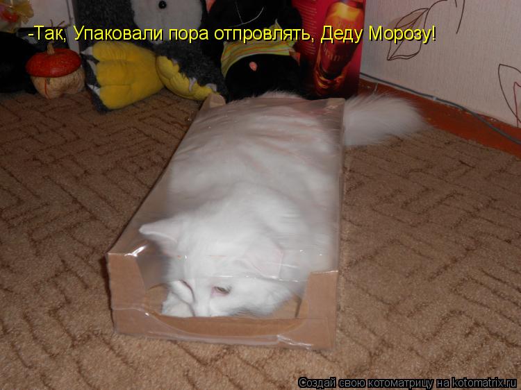 -Так, Упаковали пора отпровлять, Деду Морозу!... Котоматрица: -Так, Упаковали пора отпровлять, Деду Морозу!