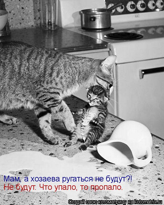 Котоматрица: Мам, а хозаева ругаться не будут?! Не будут. Что упало, то пропало.