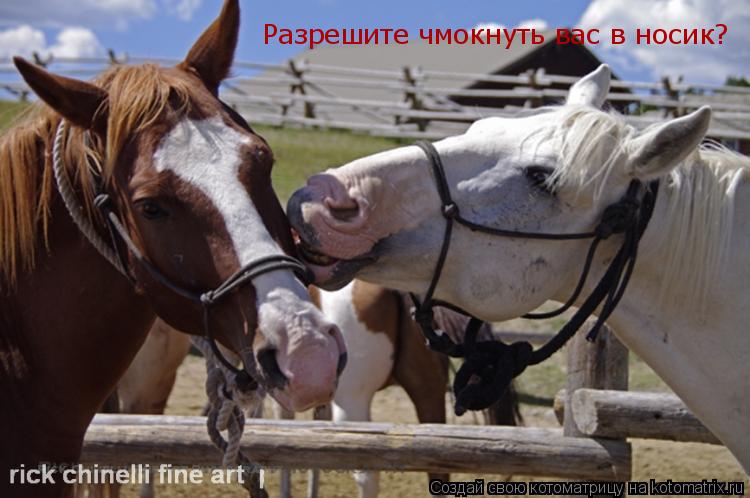 Котоматрица: Разрешите чмокнуть вас в носик?