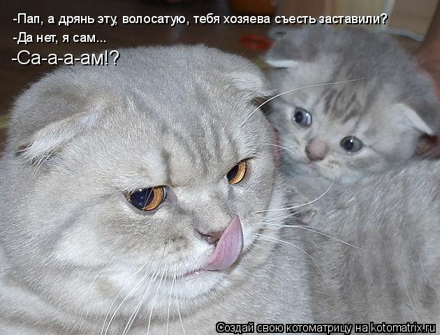 -Пап, а дрянь эту, волосатую, тебя хозяева съесть заставили? -Да нет, я сам... -Са-а-а-ам!?... Котоматрица: -Пап, а дрянь эту, волосатую, тебя хозяева съесть заставили? -Да нет, я сам... -Са-а-а-ам!?