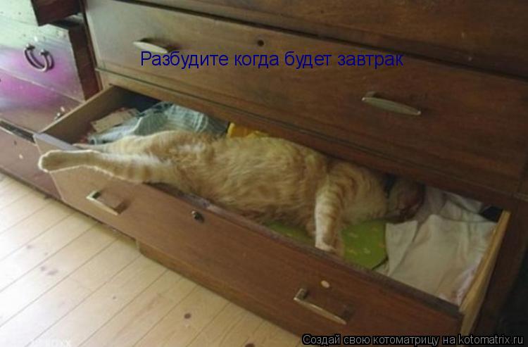 Котоматрица: Разбудите когда будет завтрак