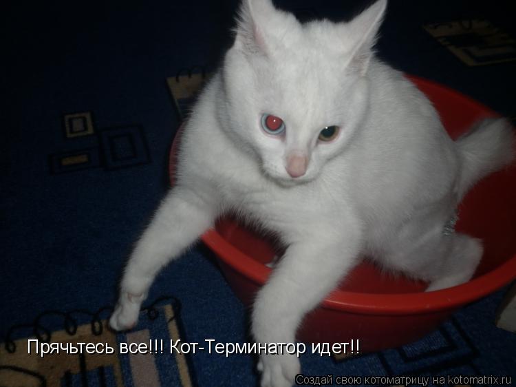 Котоматрица: Прячьтесь все!!! Кот-Терминатор идет!!