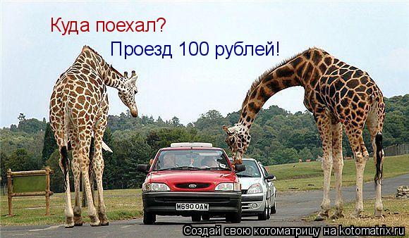 Котоматрица: Куда поехал? Проезд 100 рублей!