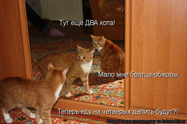 Котоматрица: Тут еще ДВА кота! Мало мне братца-обжоры... Теперь еду на четверых делить будут?!