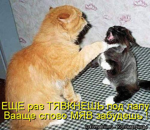 Котоматрица: Вааще слово МЯВ забудешь ! ЕЩЕ раз ТЯВКНЕШЬ под лапу