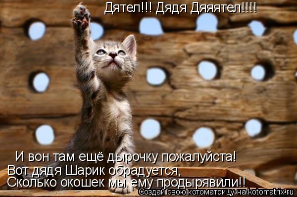 Котоматрица: Дятел!!! Дядя Дяяятел!!!! И вон там ещё дырочку пожалуйста! Вот дядя Шарик обрадуется, Сколько окошек мы ему продырявили!!